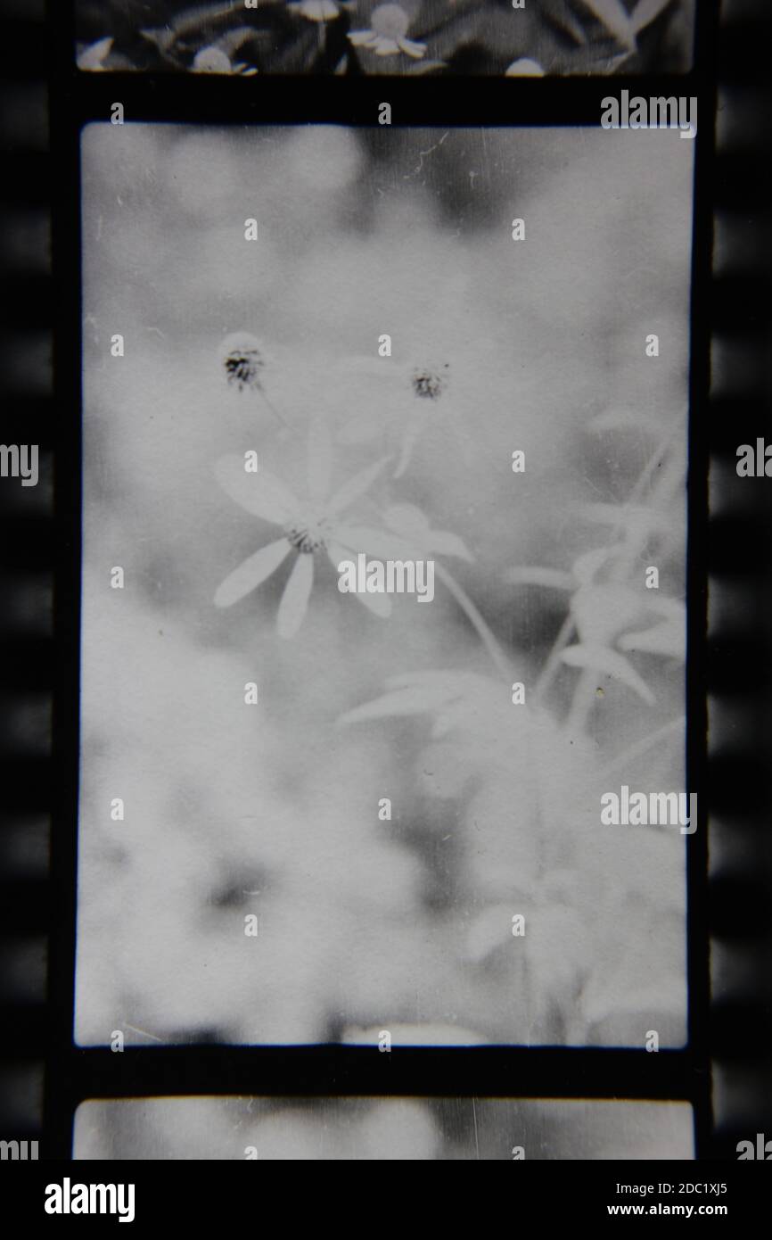 Fine 1970s vintage black and white photography of beauty of nature as ...