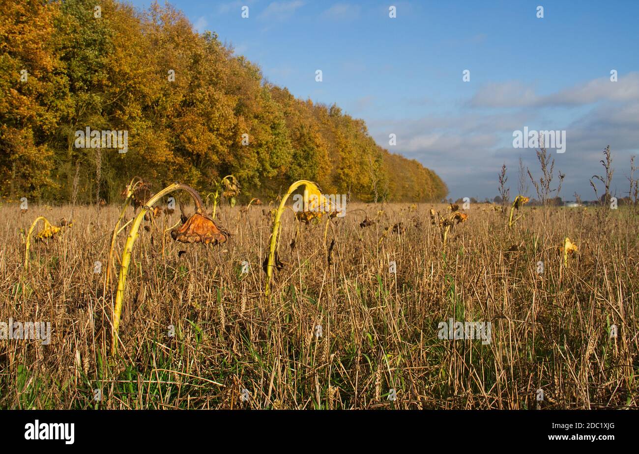 Wheatfield with withered Sunflowers in autumn Stock Photo