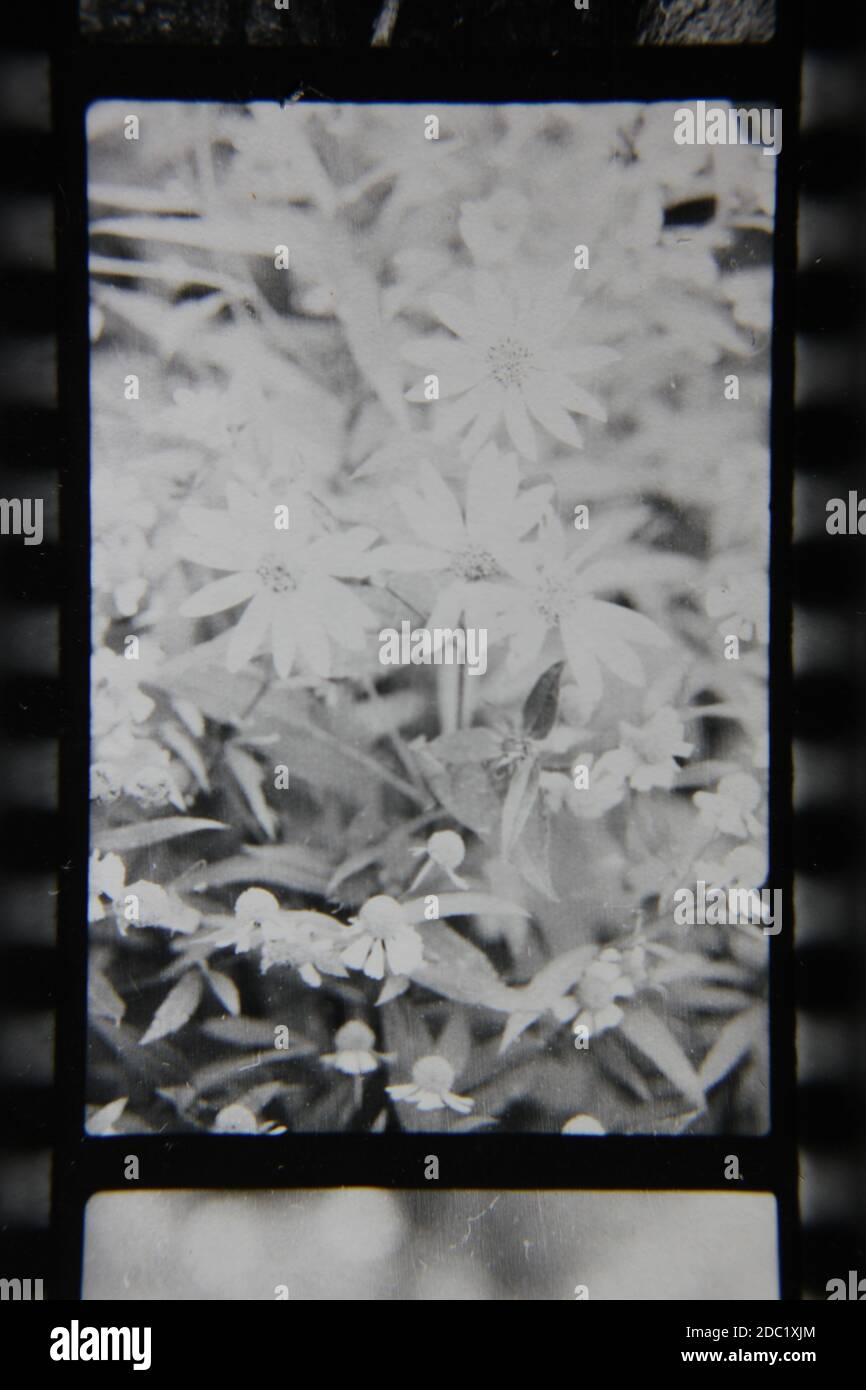 Fine 1970s vintage black and white photography of beauty of nature as ...