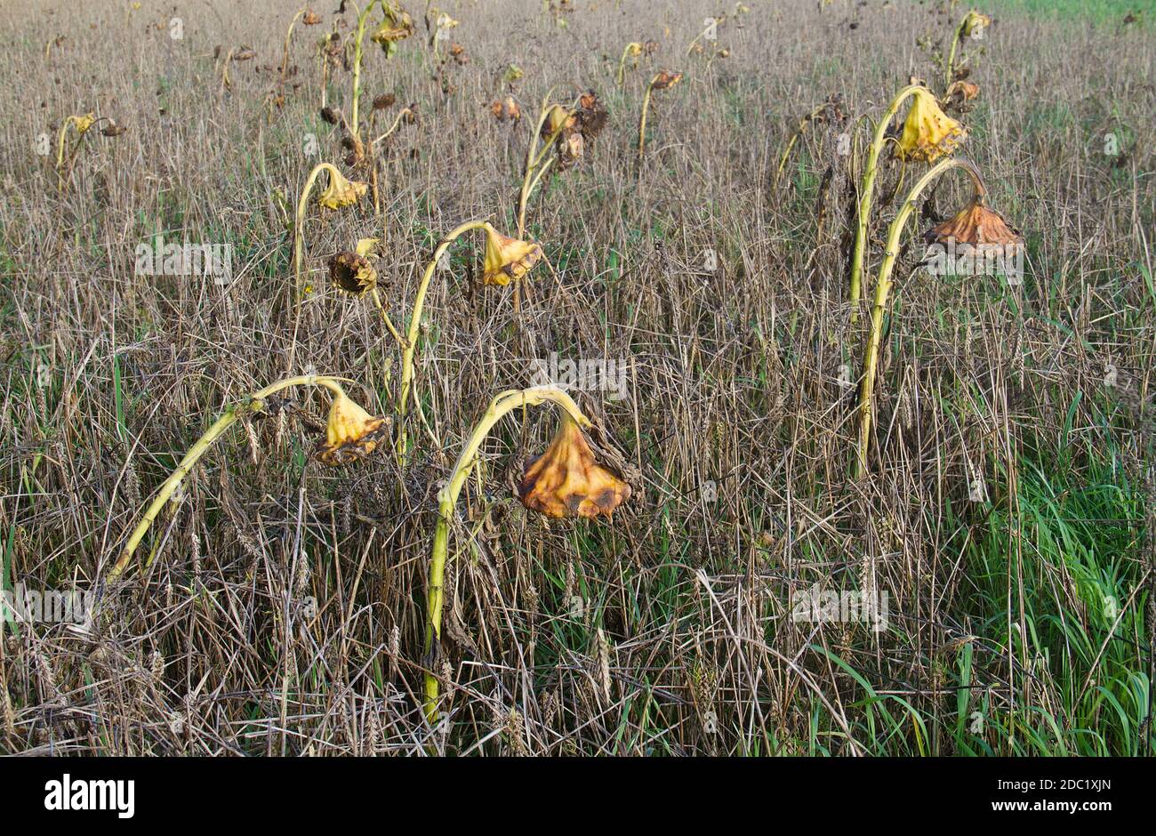 Wheatfield with withered Sunflowers in autumn Stock Photo