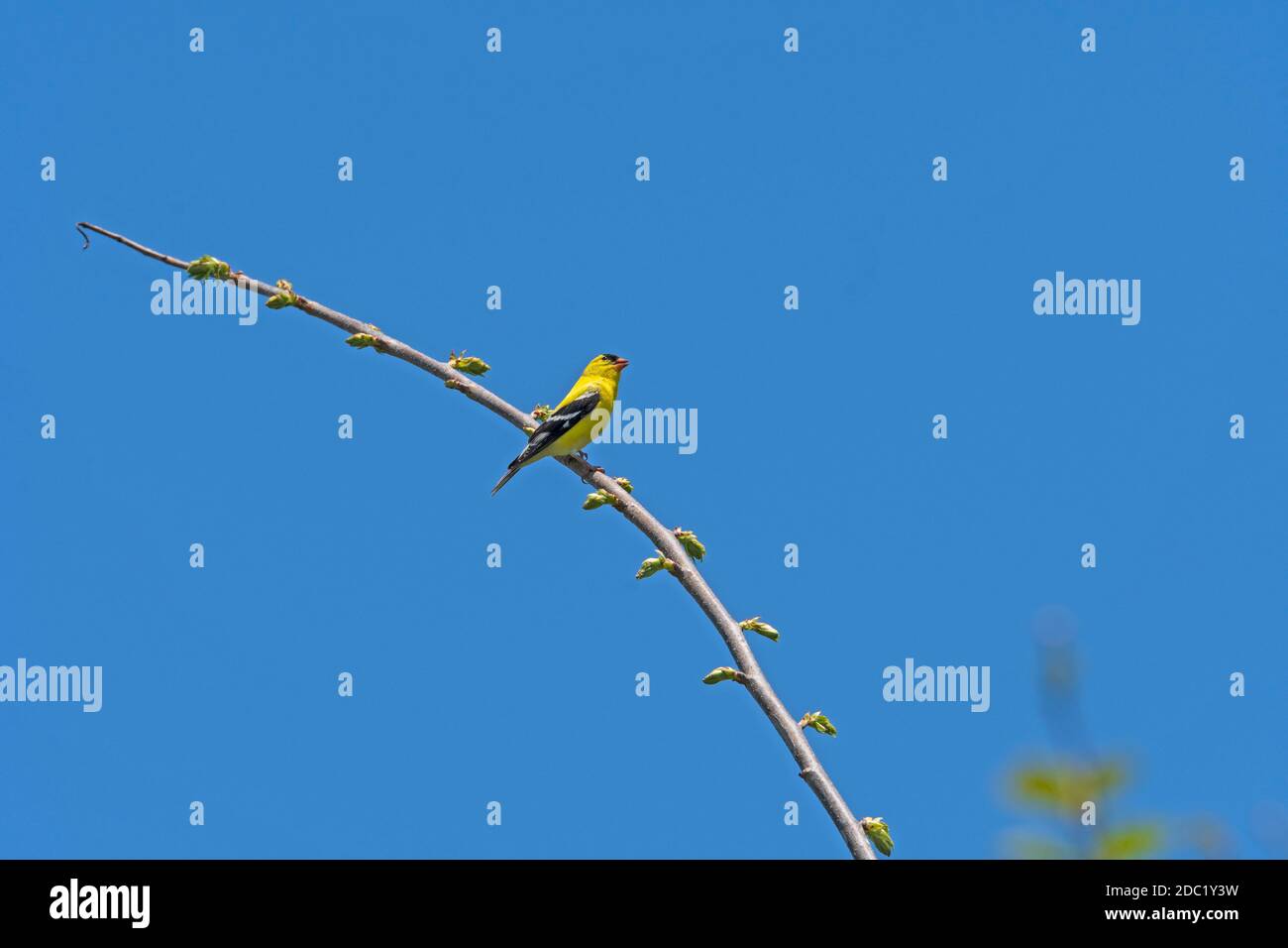 Male Goldfinch in Full Colors in Rock Cut State Park in Illinois Stock ...