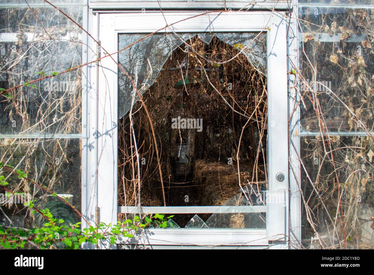 Scary vines hires stock photography and images Alamy