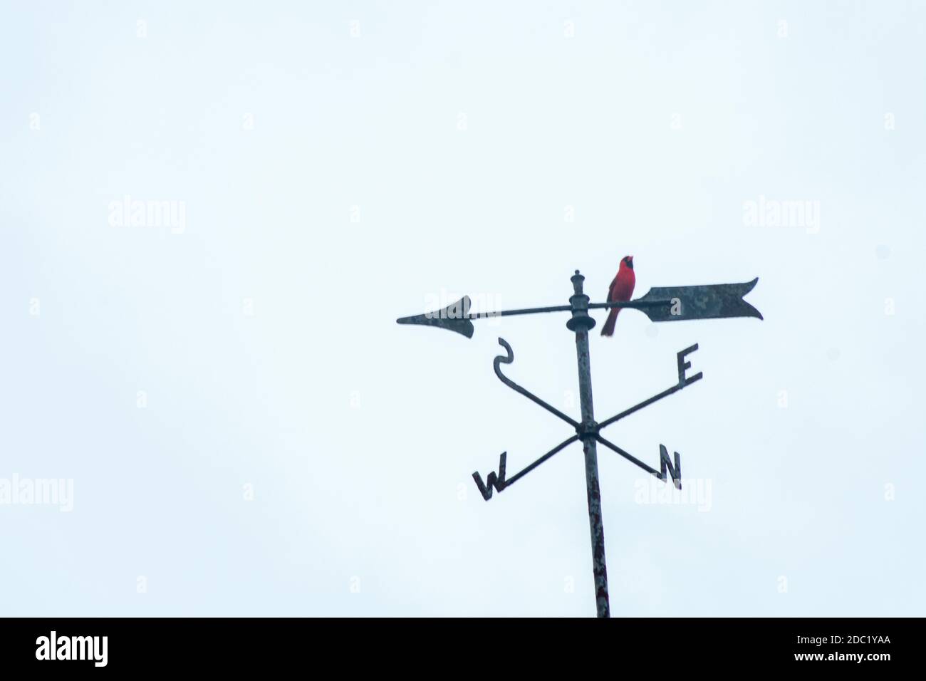 A Red Cardinal on a Directional Weathervane on a Blue Sky Stock Photo