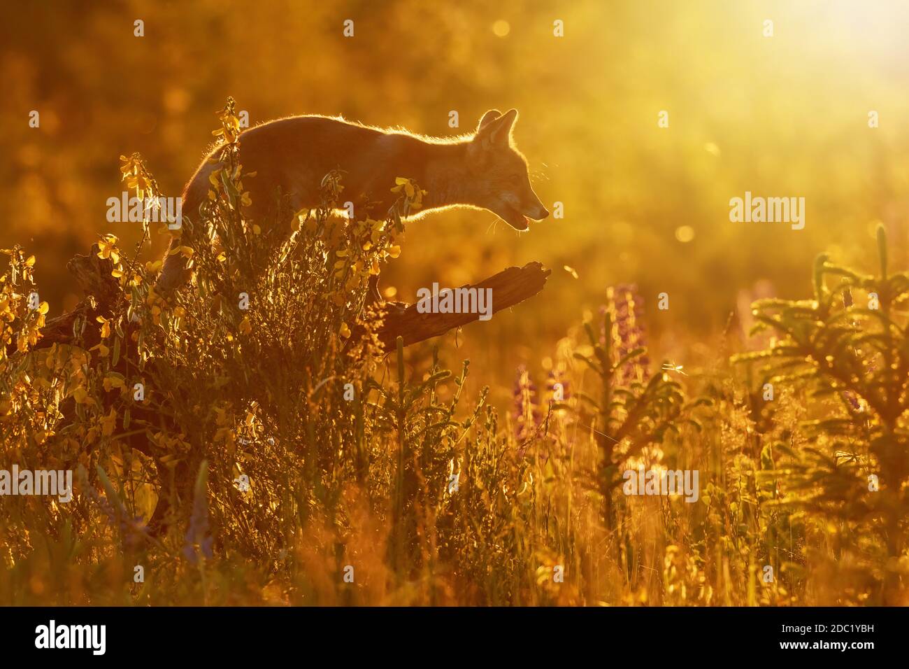 Red fox (Vulpes vulpes) posing in sunset strong backlight standing on a ...
