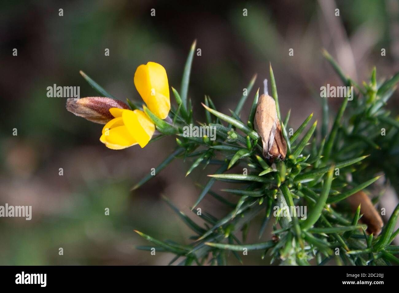 Close up of a yellow flower on a gorse bush with a blurred background Stock Photo