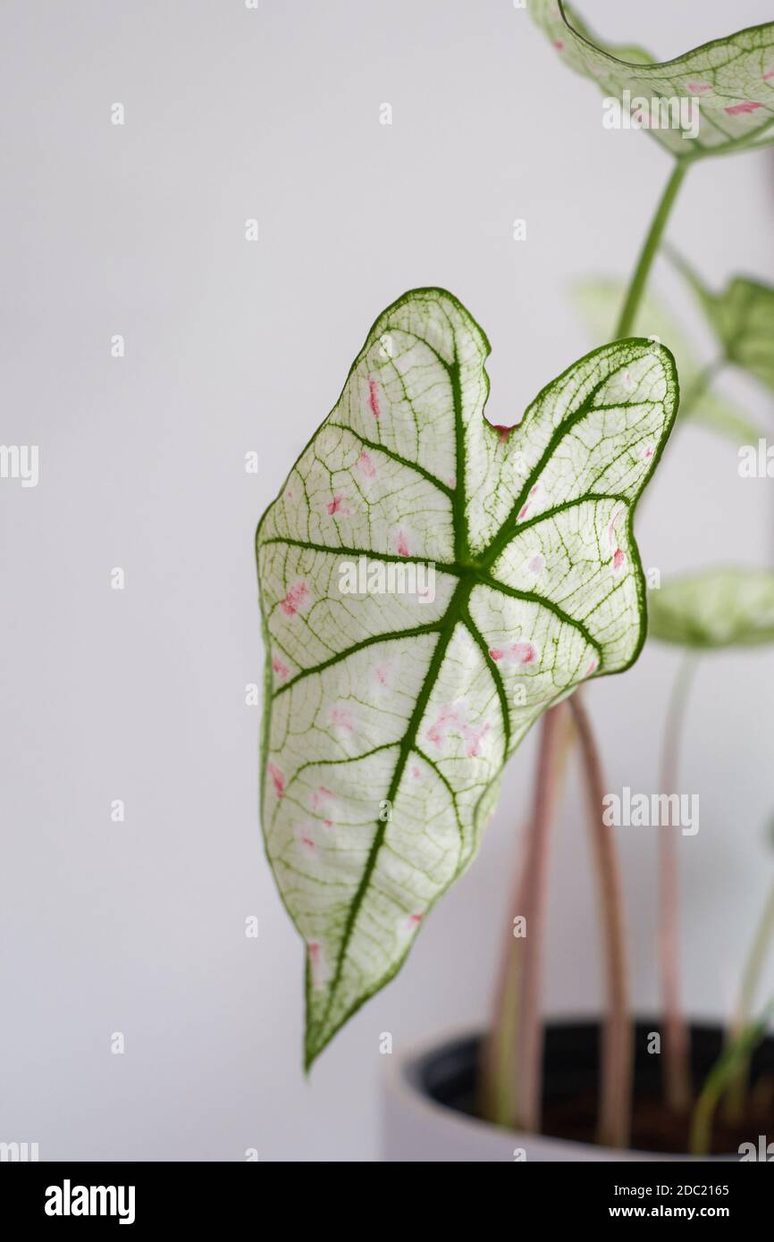 High key and close up of a caladium cranberry star. They have white leafs with pink dots and green veins. Stock Photo