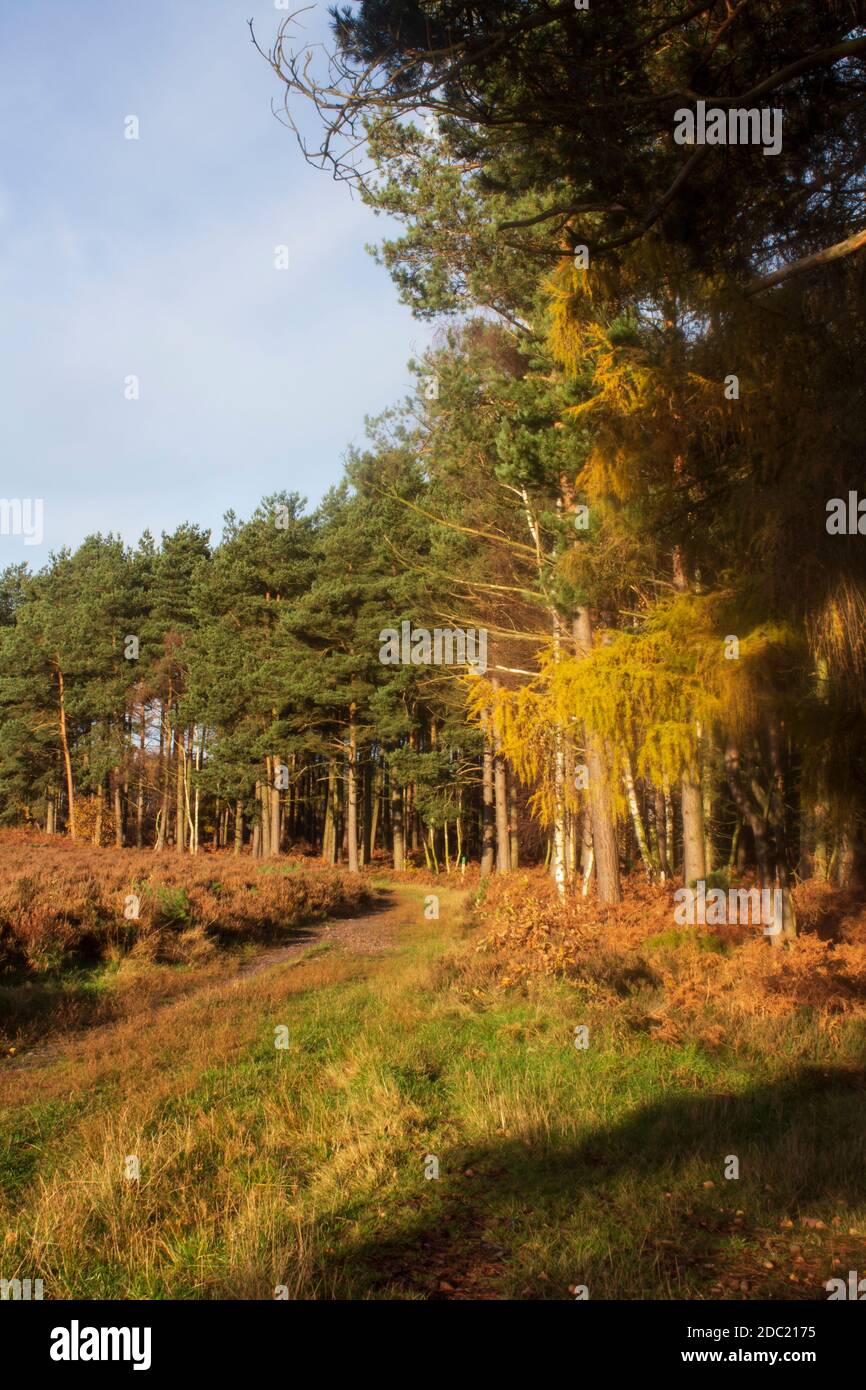 An autumn view of a curving path flanked by evergreen trees  and heather, Brindley Village area of Cannock Chase, Staffordshire, England Stock Photo