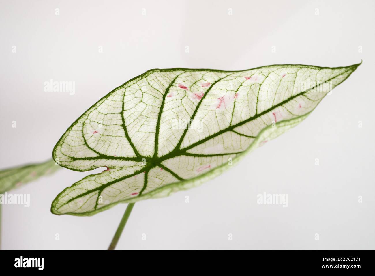 High key and close up of a caladium cranberry star. They have white leafs with pink dots and green veins. Stock Photo