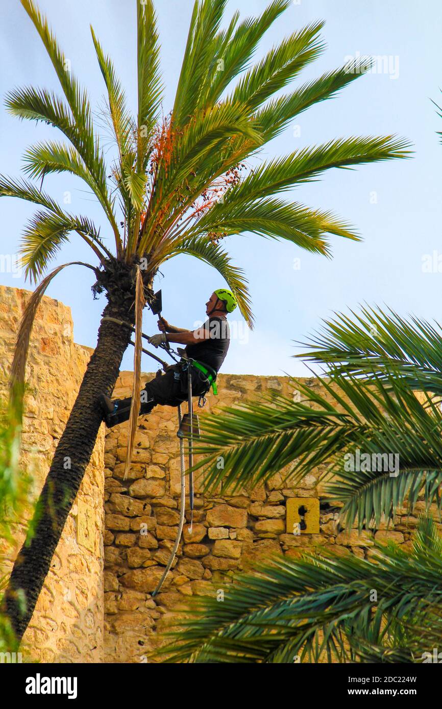 Pruning a palm tree hi-res stock photography and images - Page 2