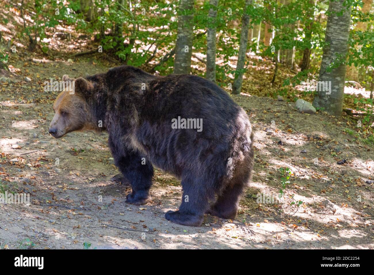 Big brown bear in a forest. European, environment. Stock Photo