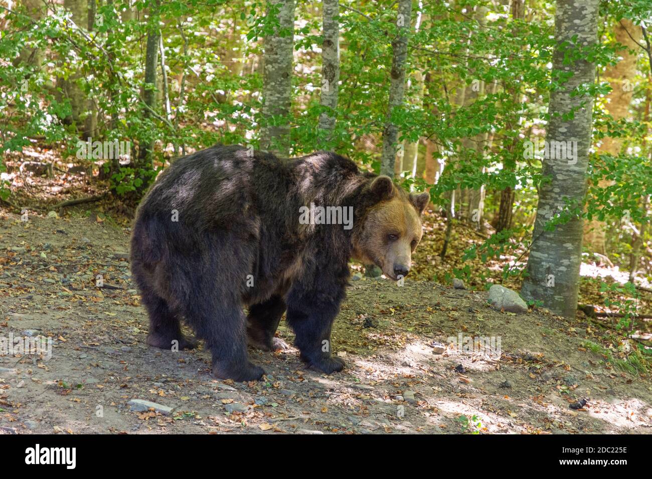 Big brown bear in a forest. European, environment. Stock Photo