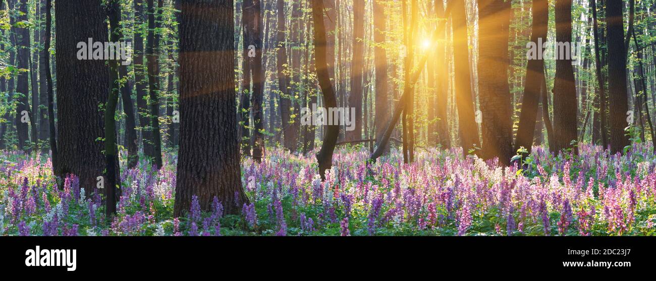 The first spring flowers in wood Stock Photo - Alamy