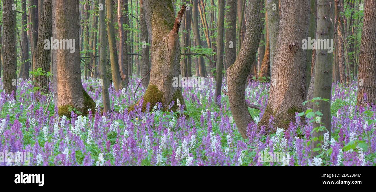 The first spring flowers in wood Stock Photo - Alamy