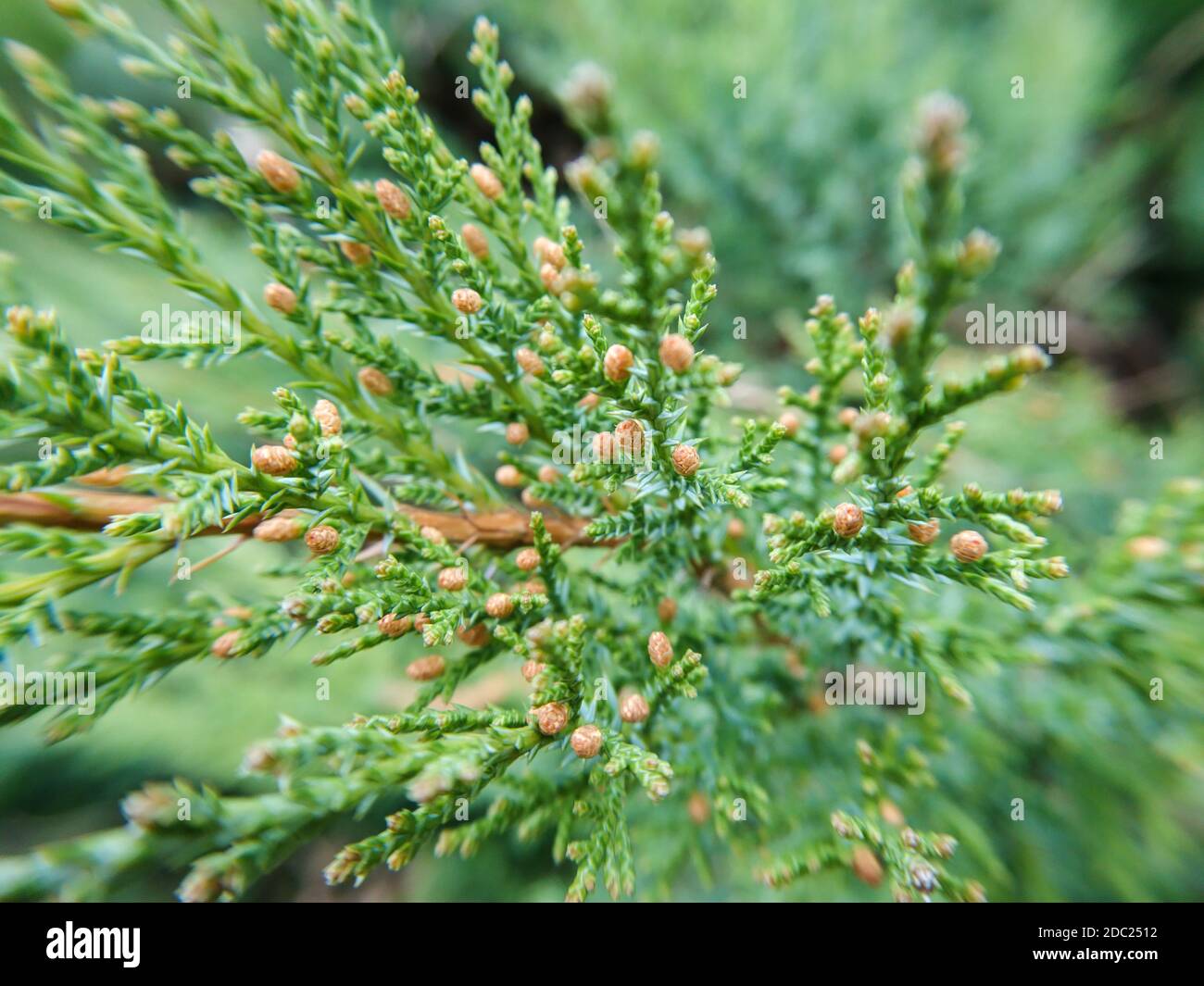 Green Juniperus chinensis macro pine evergreen tree branch top needled background details pattern with selective focus Stock Photo