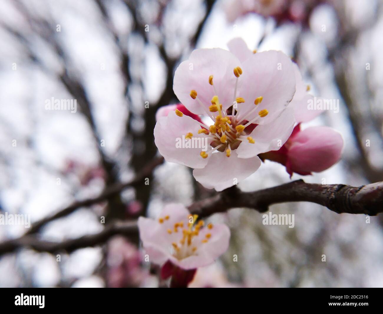 Cherry pink flowers blooming macro spring nature with grey background ...
