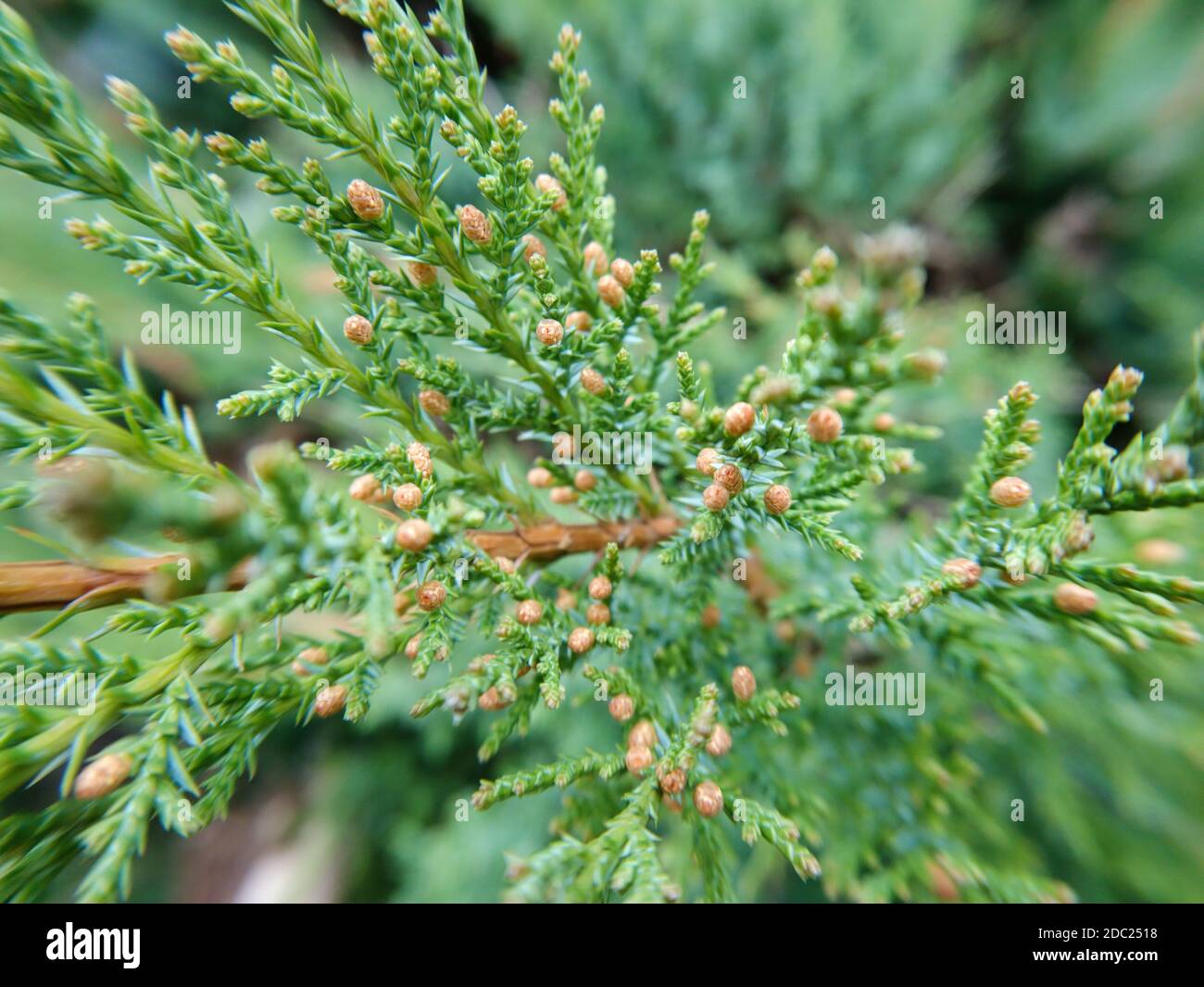 Juniperus chinensis, the Chinese juniper a species of plant in the cypress family Cupressaceae. Green macro pine evergreen tree branch with selective Stock Photo
