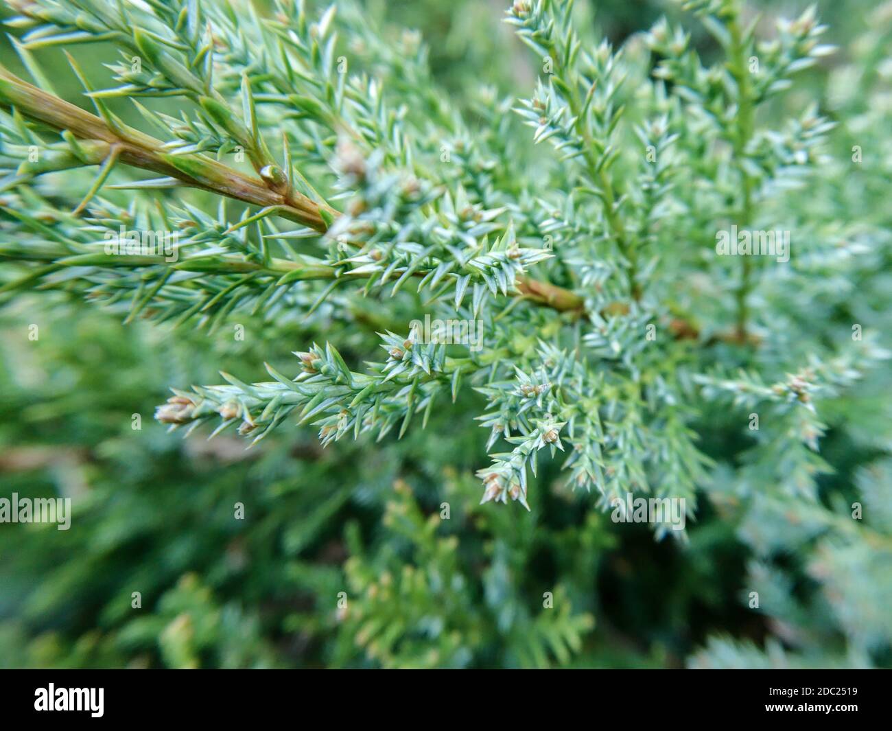 Green Juniperus chinensis macro pine evergreen tree branch top needled background details pattern with selective focus Stock Photo