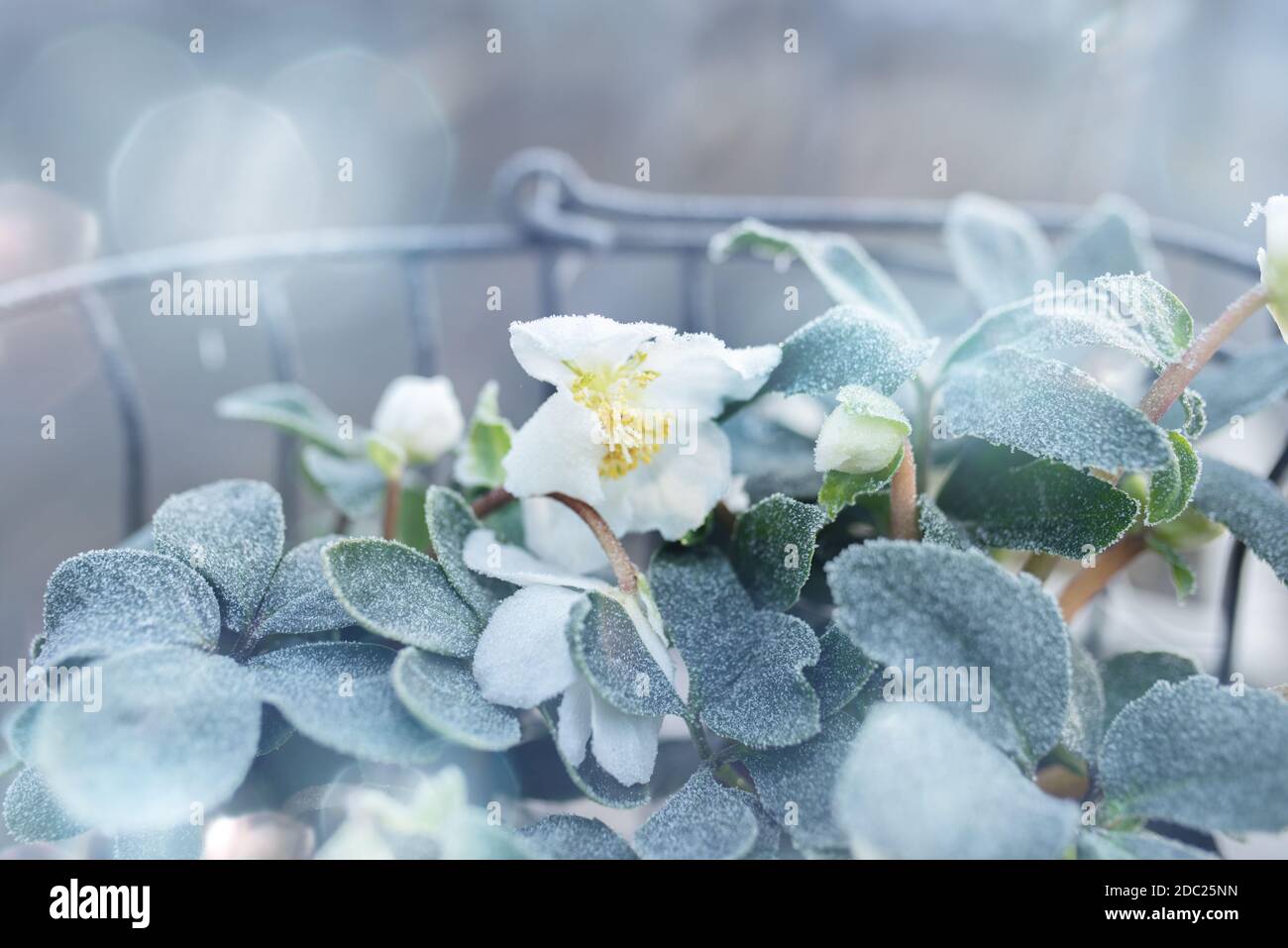 Christmas roses in basket on a frosty winter day  with tender bokeh for festive greetings. Background with short depth of field for a christmas concep Stock Photo