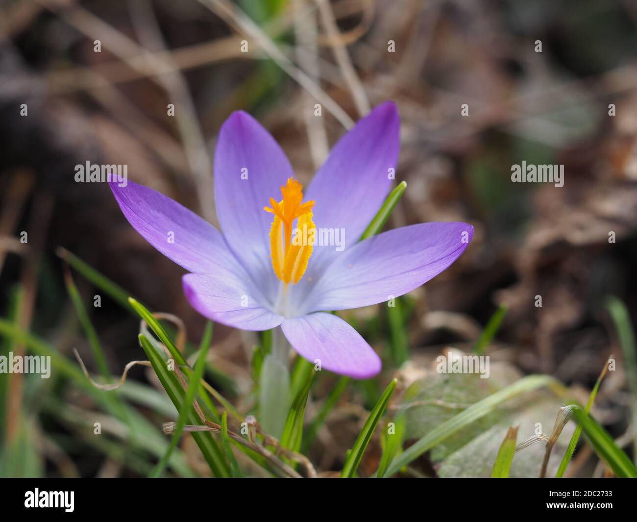 Pollination in early purple hi-res stock photography and images - Alamy