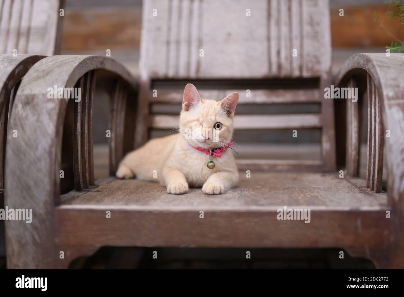 Injured cat domestic hi-res stock photography and images - Page 3 - Alamy