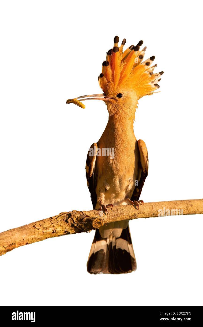 Eurasian hoopoe, upupa epops, sitting on branch isolated on white background. Colorful bird holding a prey in beak cut out on blank. Feathered animal Stock Photo