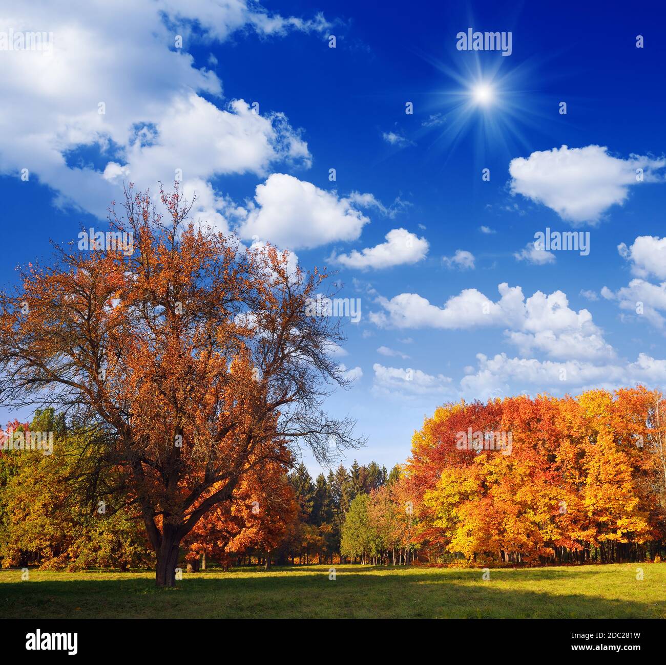 Beautiful leaf colors in forest hi-res stock photography and images - Alamy