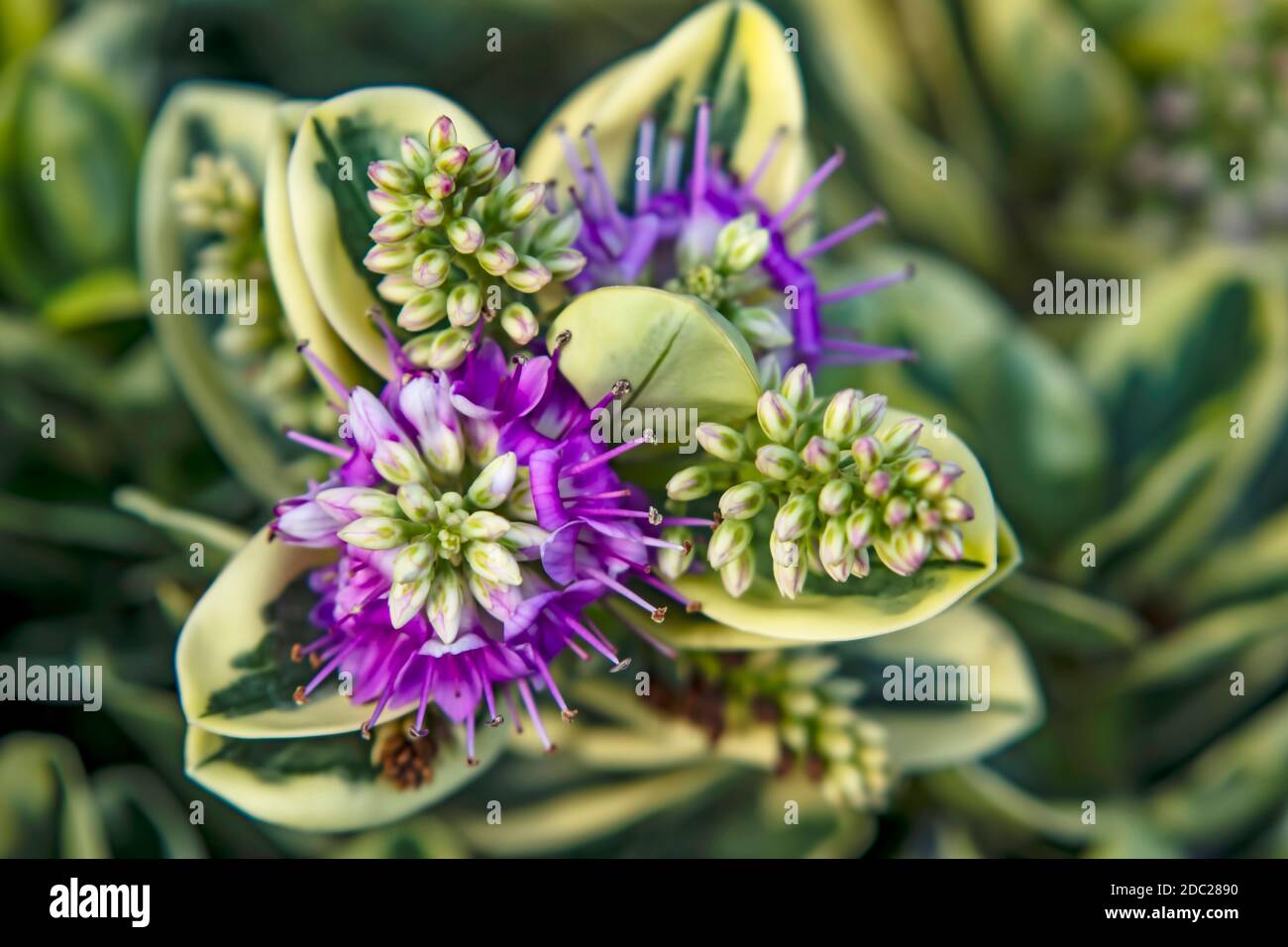 close up shrubby veronica plants and flowers in nature Stock Photo Alamy