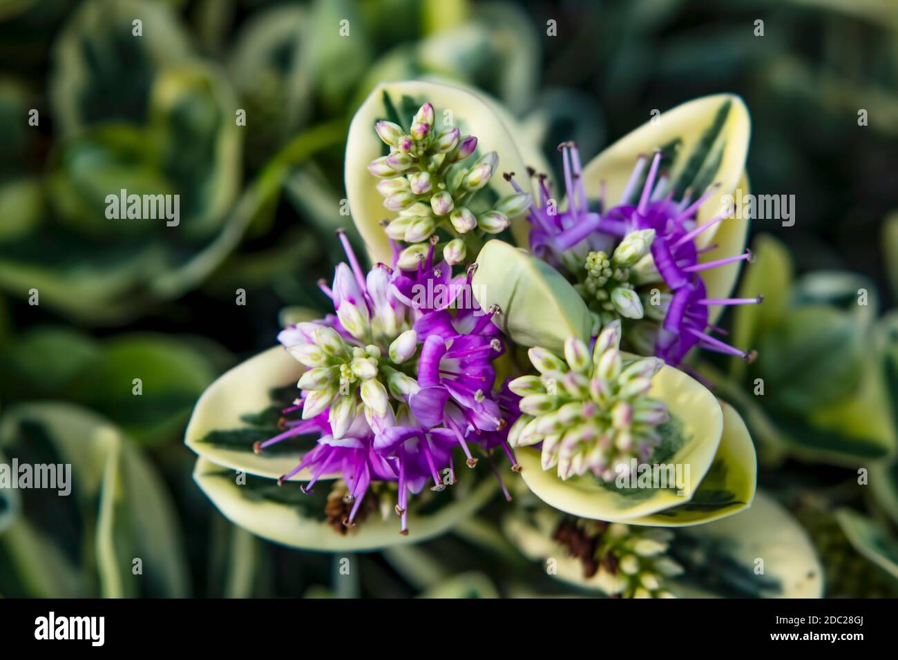 close up shrubby veronica plants and flowers in nature Stock Photo Alamy