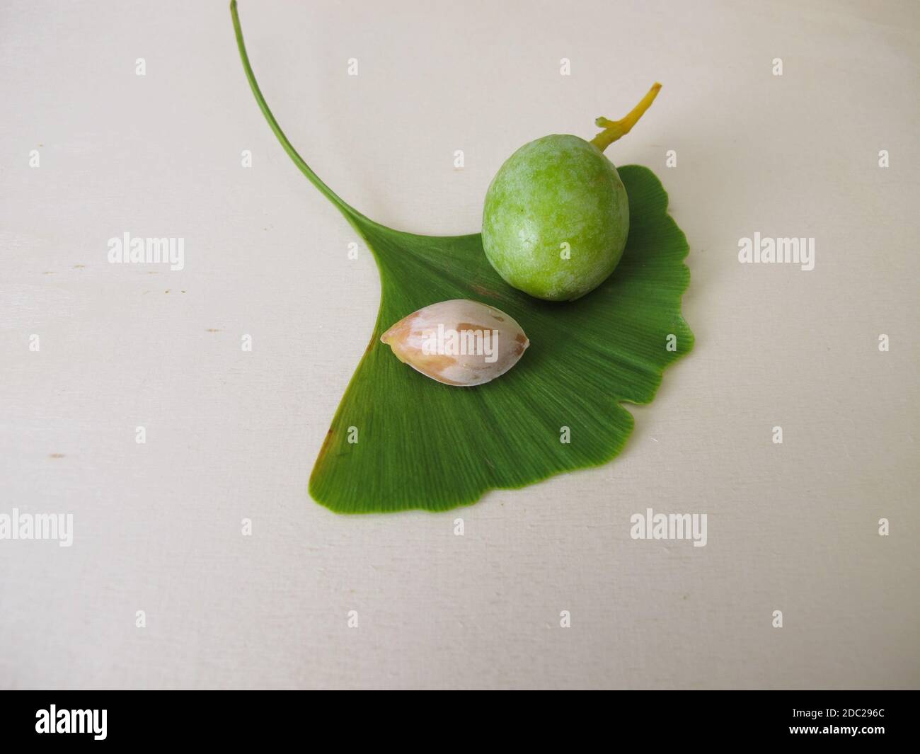 Ginkgo seeds or nuts and a leaf from the tree, Ginkgo biloba Stock Photo