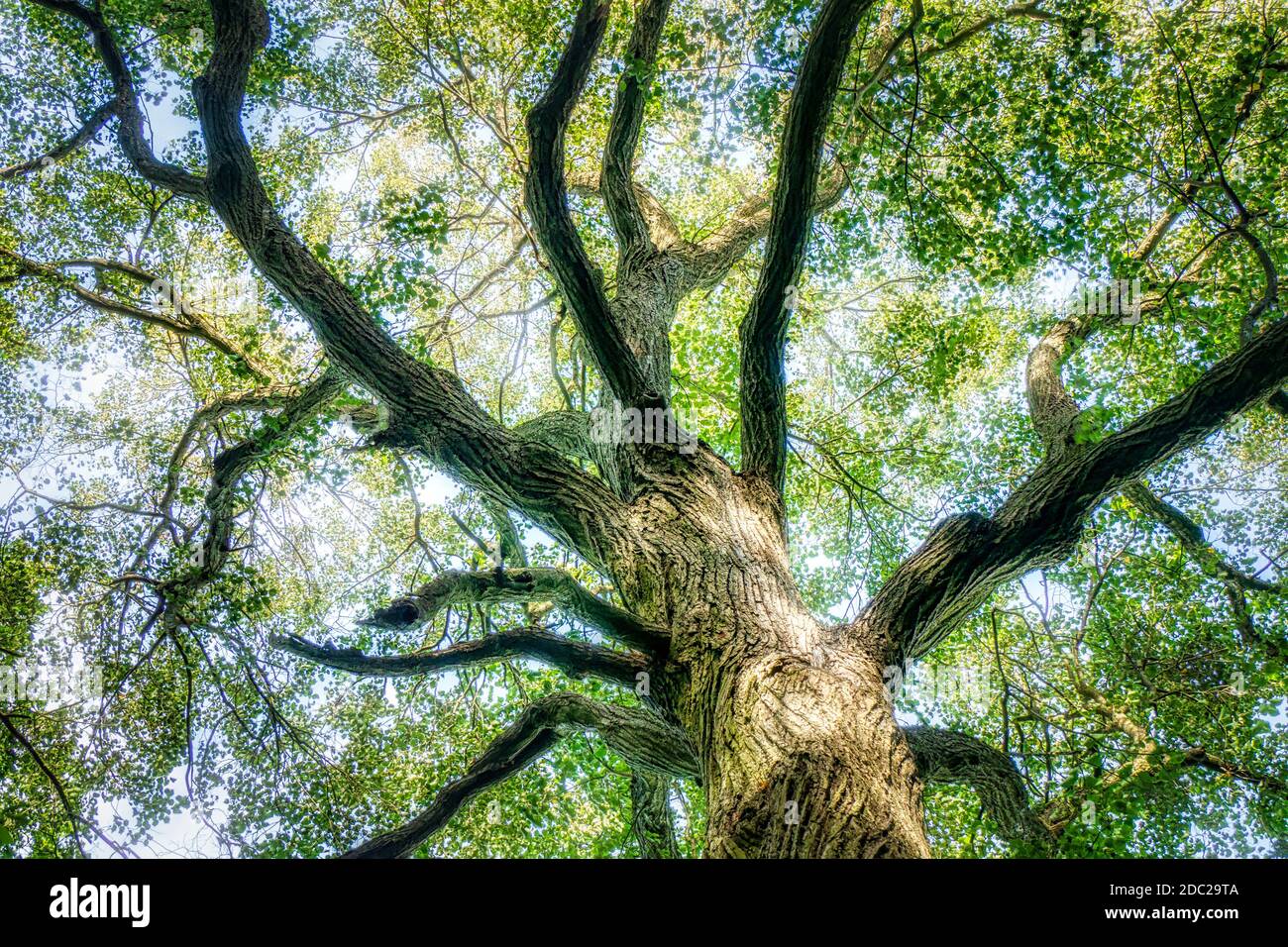 The Trunk of Old Linden Tree. Lower Angle of Linden Tree Foliage in Sunlight. Stock Photo