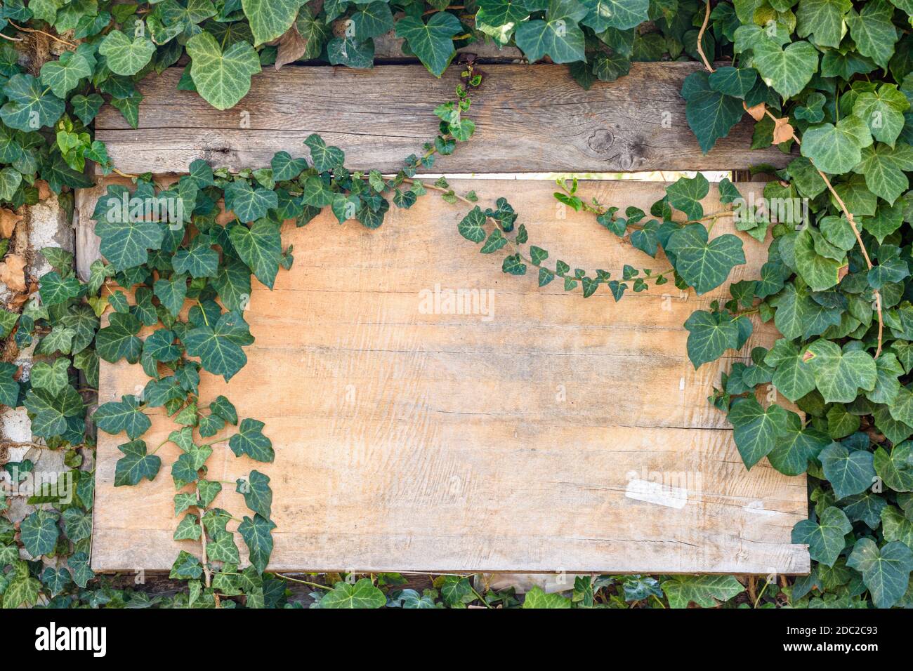 Beautiful wooden old board in ivy thickets Stock Photo