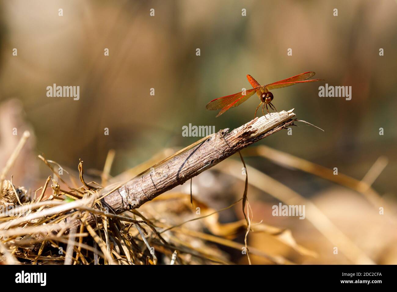 A red dragonfly on a branch Stock Photo