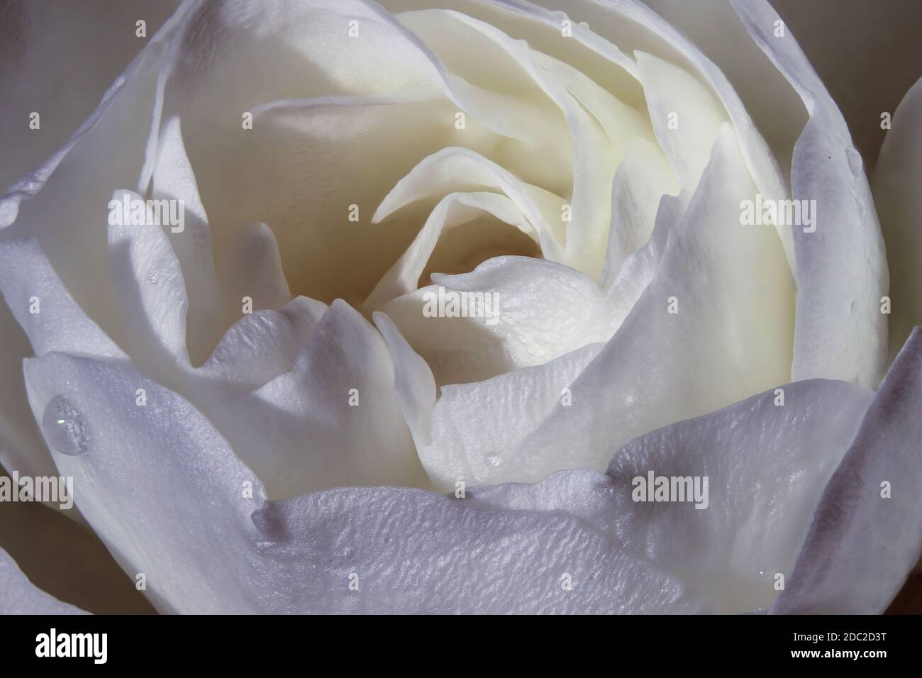 Close-up of white China rose blossom with water drops Stock Photo