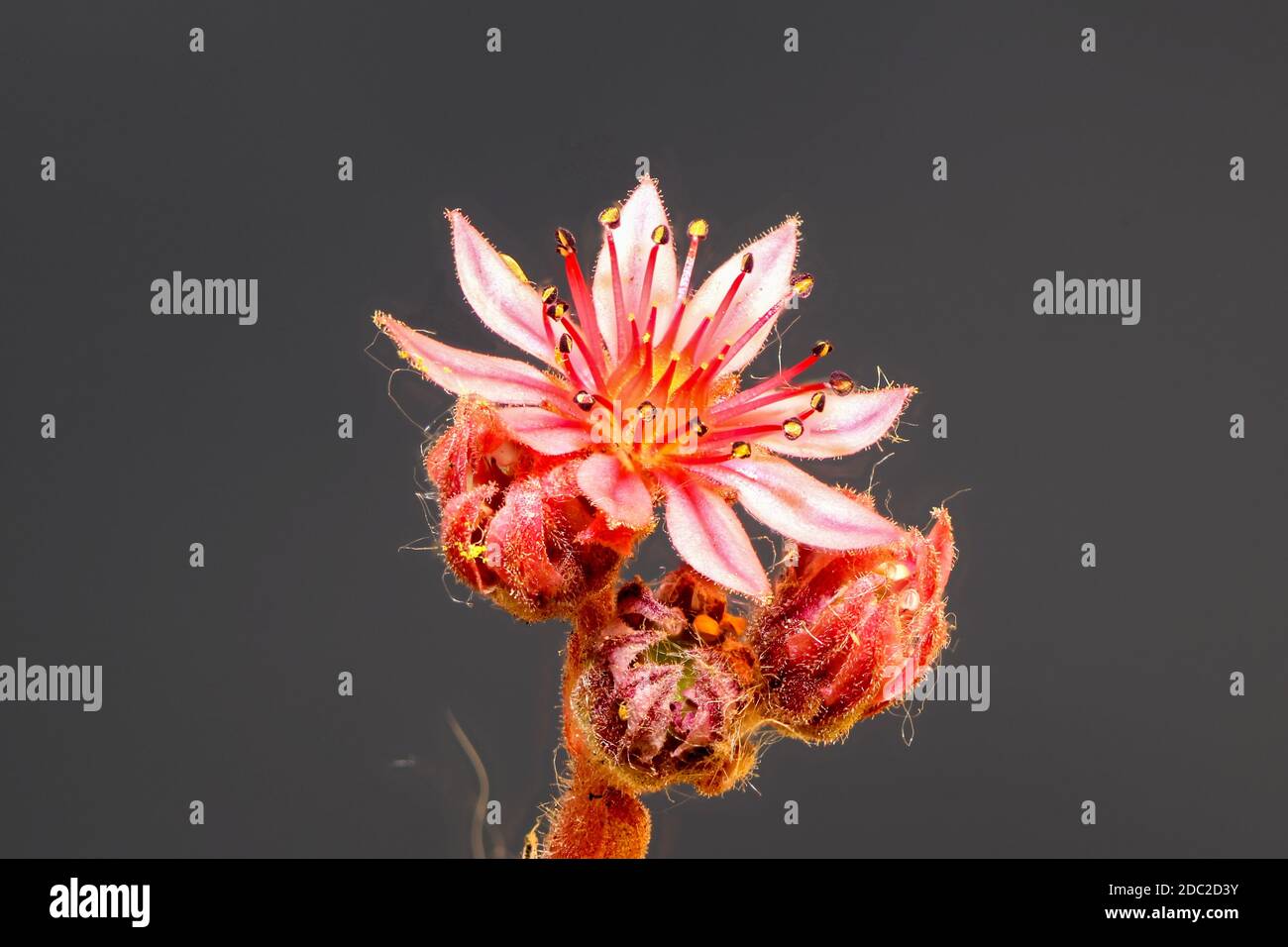 Close-up of blossom of cobweb houseleek with dark background Stock Photo