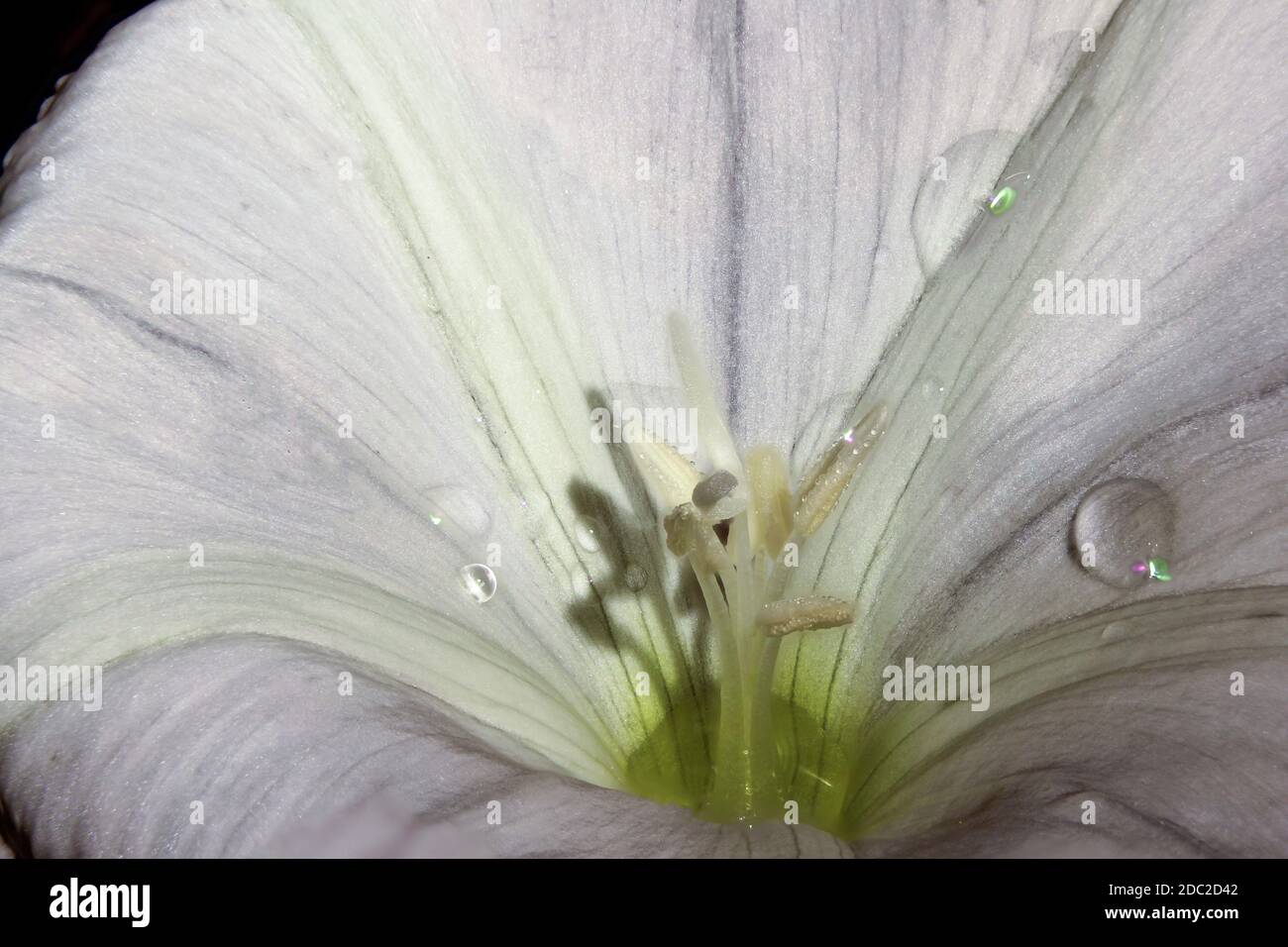 Extreme Close-up of white field bindweed blossom with water drops Stock Photo