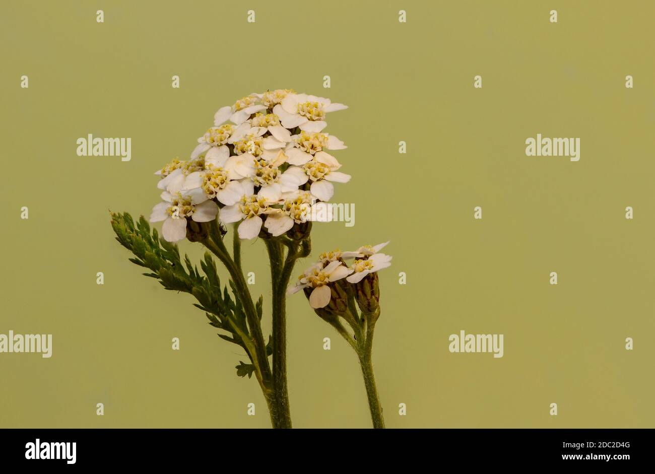 Close-up of white yarrow blossom against light green background Stock Photo