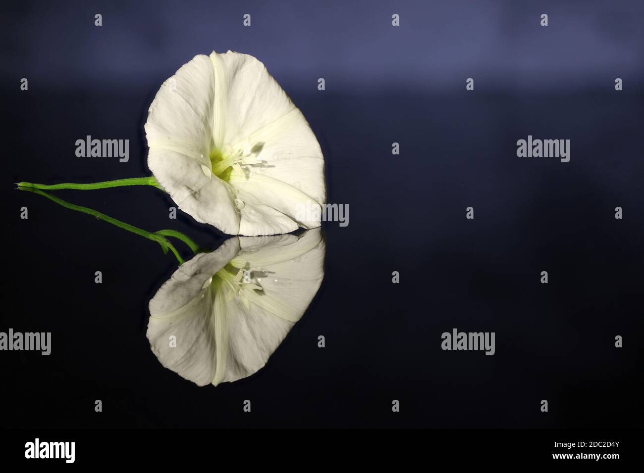 Close-up of white field bindweed blossom with mirror image on a black glass plate Stock Photo