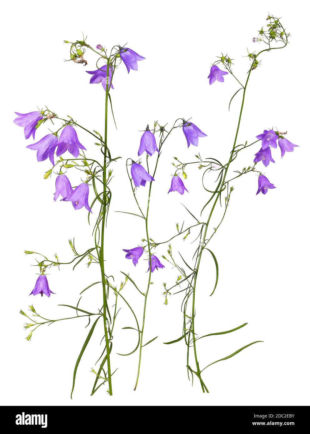 Several stems of purple meadow bluebells, isolated Stock Photo