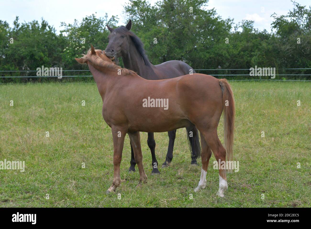 Two warmblood horses playing together. They are trying to bite each