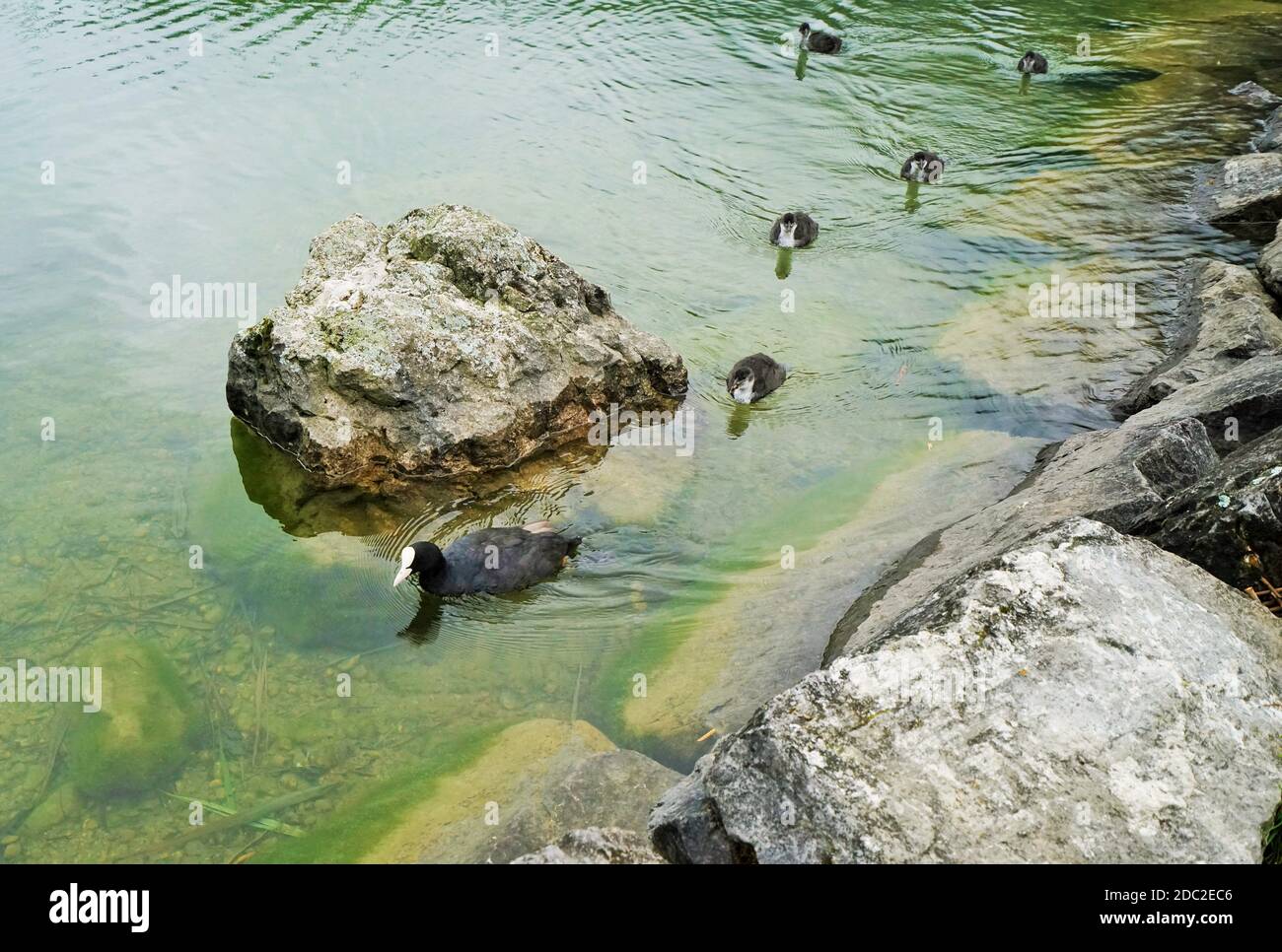 Eurasian coot on a lake in the Tyrolean Alps Stock Photo