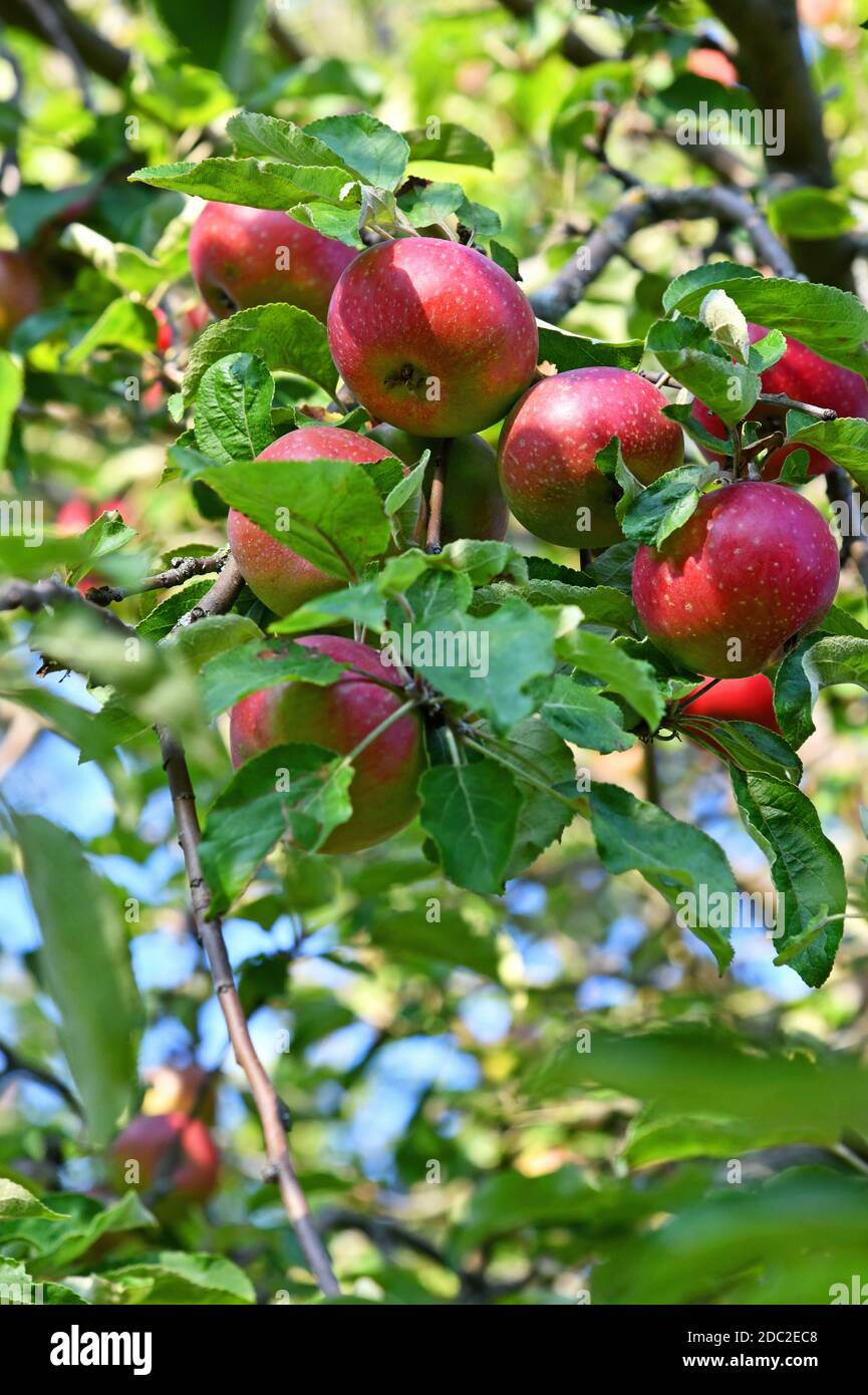 Tree with apples Stock Photo - Alamy