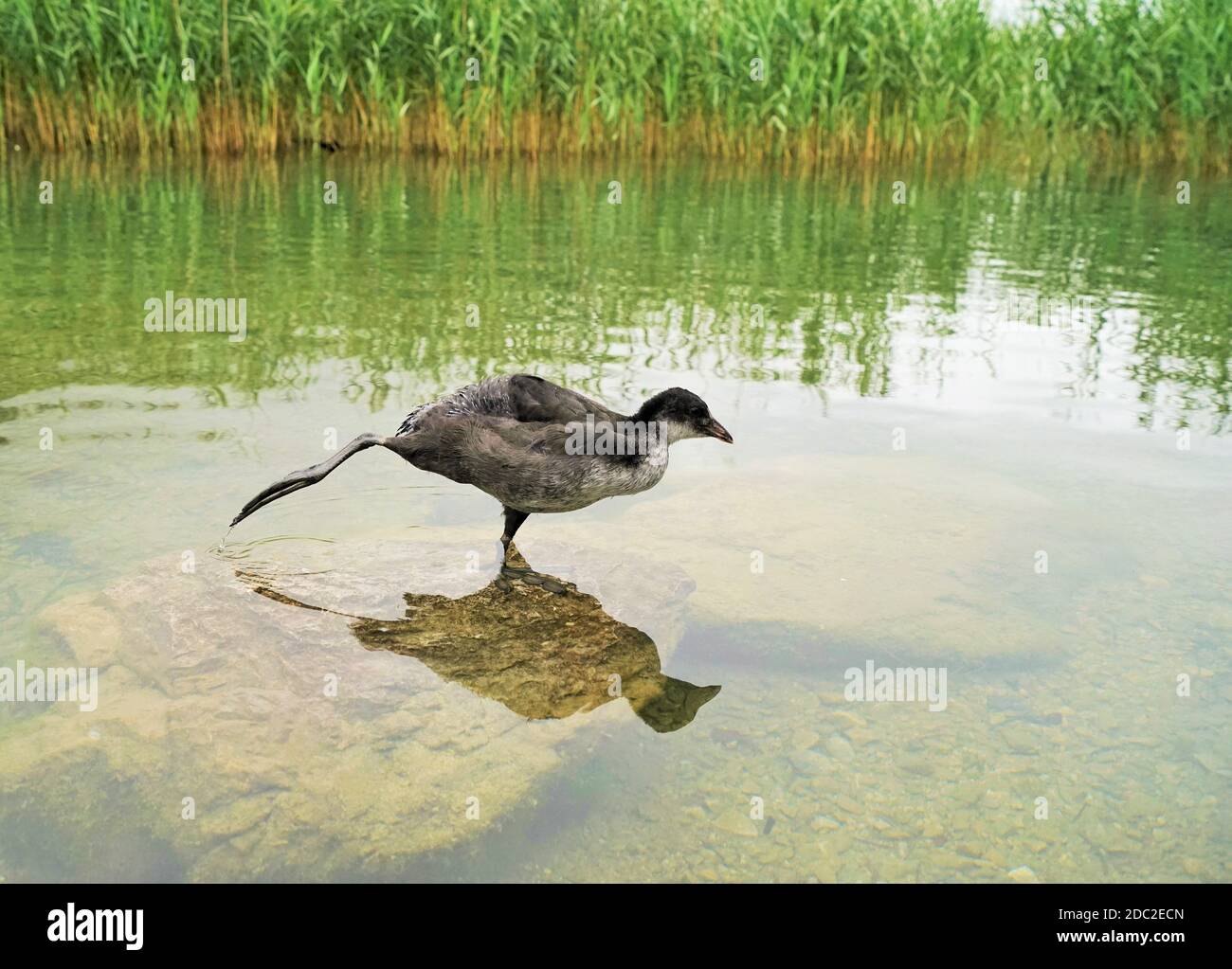 Eurasian coot on a lake in the Tyrolean Alps Stock Photo