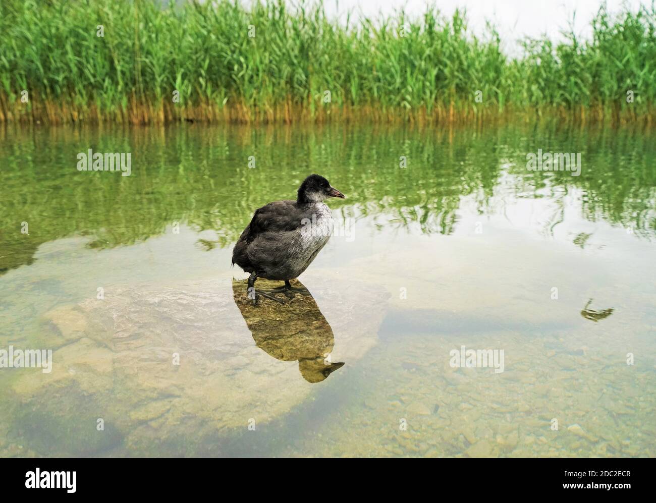 Eurasian coot on a lake in the Tyrolean Alps Stock Photo