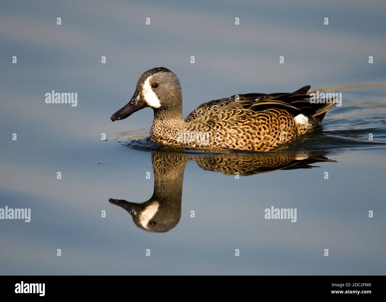 Blue Winged Teal at Sandy Water Park Llanelli Wales UK Stock Photo