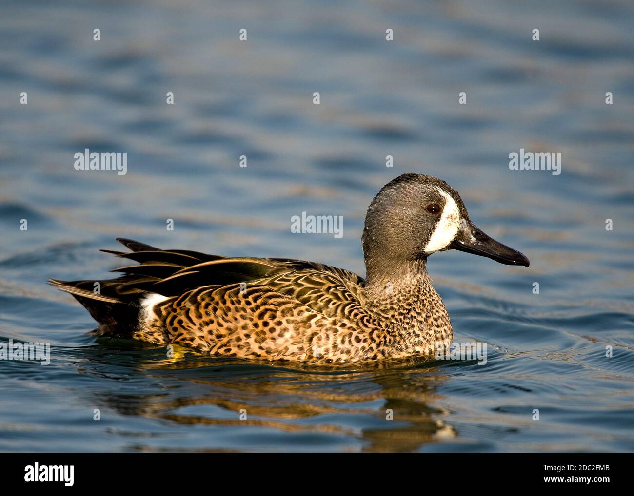Blue Winged Teal at Sandy Water Park Llanelli Wales UK Stock Photo