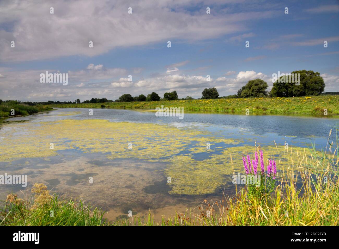 Gat van Den Kleinen Hil is a creek in the Dutch National Park de Biesbosch close to the village Werkendam Stock Photo