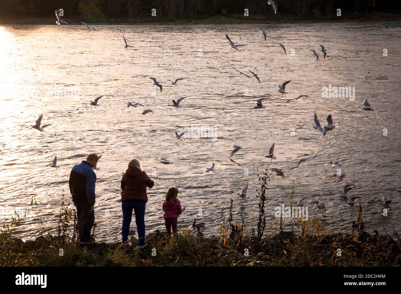 family feeding gulls on the river Rhine promenade in the district Porz, Cologne, Germany.  Familie fuettert Moewen an der Rheinpromenade im Stadtteil Stock Photo