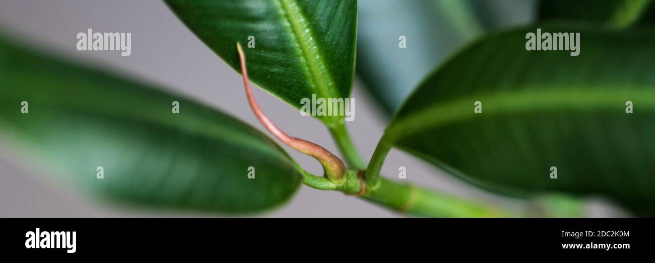 Rubber fig's big smooth green leaf ficus benjamina, ficus elastica, ficus microcarpa, rubber, scared, fiddle, weeping Stock Photo