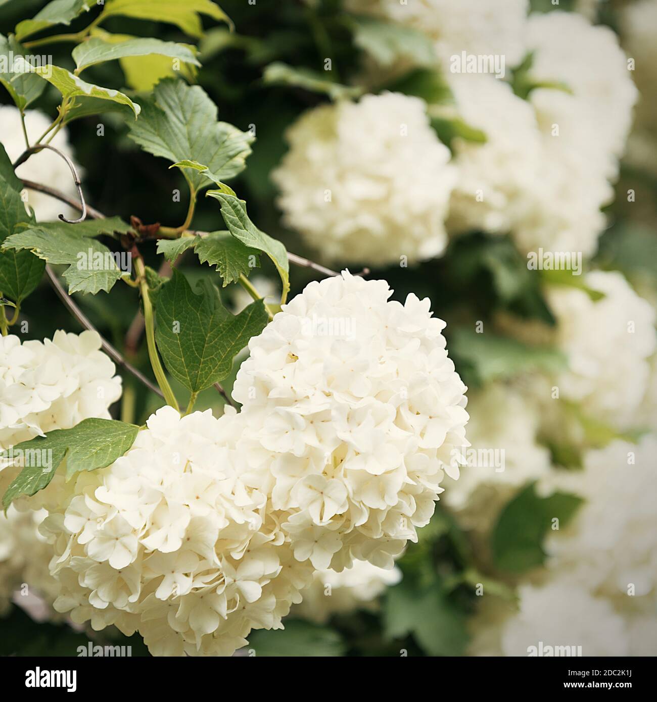 Globular Large Clusters Of White Flowers On Tall Bushes With Green Leaves The Flowering Tree Natural Background Stock Photo Alamy