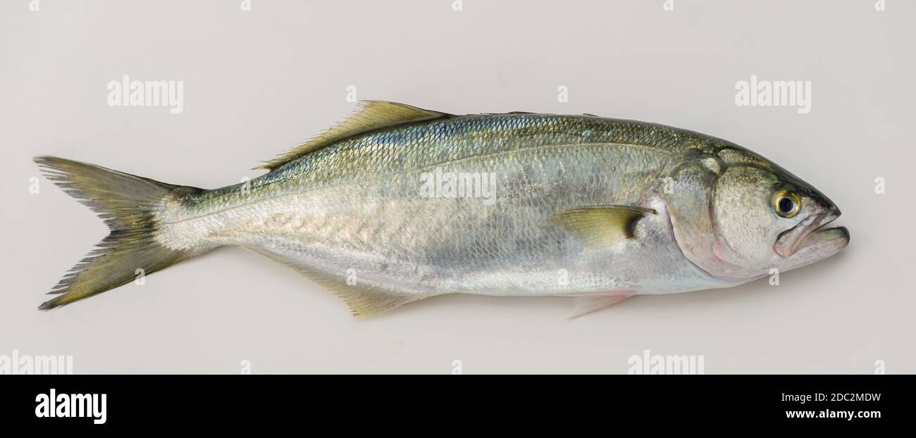 Bluefish ( Latin; Pomatomus Saltatrix) isolated on white Stock Photo